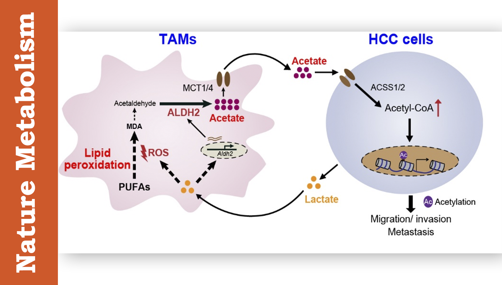 營(yíng)養(yǎng)與健康所魯明研究組合作發(fā)現(xiàn)癌細(xì)胞與腫瘤相關(guān)巨噬細(xì)胞代謝互作促進(jìn)肝癌轉(zhuǎn)移新機(jī)制